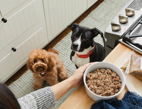 What Should You Feed Your Pet for Optimal Health?